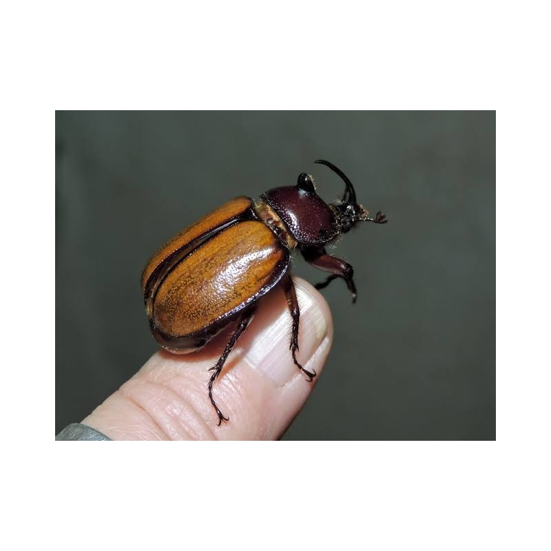 Golofa pusilla (café), macho (fornato)