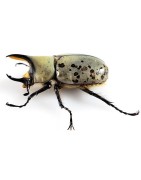 Dynastes grantii